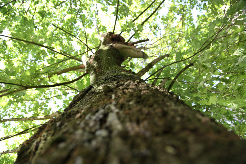 Sfeerfotografie - Suus' FotoSjop - Oldenzaal - Sfeer - Foto - Bedrijf - Enschede - Portret - Life style - Buiten - Licht - Fris - Natuur - Enschede - Hengelo