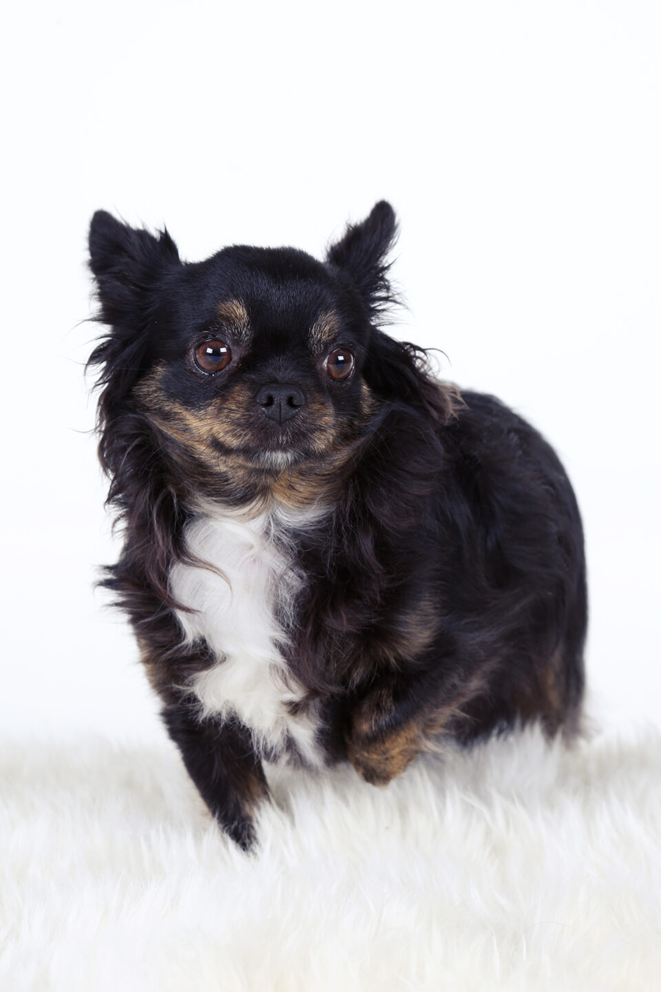 Fotograaf - Suus' FotoSjop - Oldenzaal - Fotoshoot - Hengelo - Enschede - Haaksbergen - Dieren - Hond - Kat - Buiten