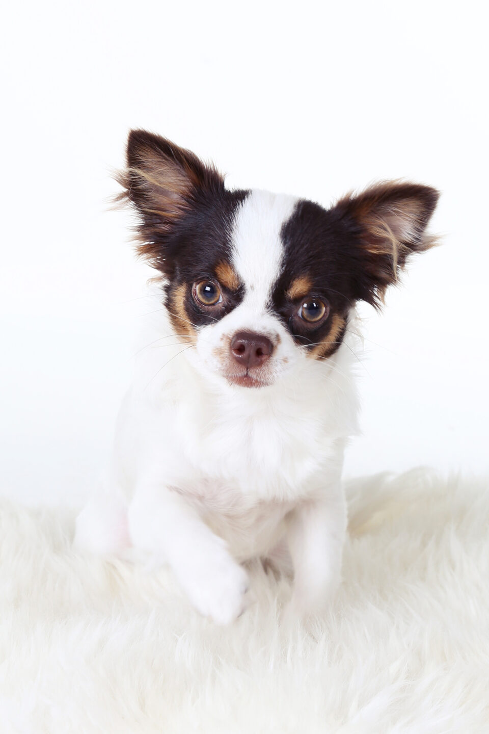 Fotograaf - Suus' FotoSjop - Oldenzaal - Fotoshoot - Hengelo - Enschede - Haaksbergen - Dieren - Hond - Kat - Buiten