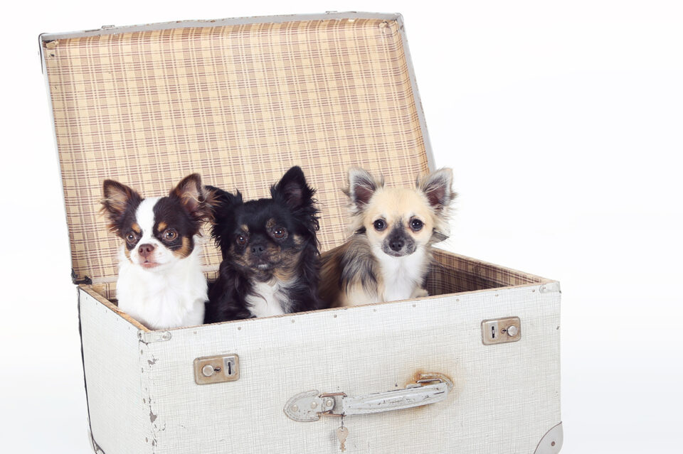 Fotograaf - Suus' FotoSjop - Oldenzaal - Fotoshoot - Hengelo - Enschede - Haaksbergen - Dieren - Hond - Kat - Buiten