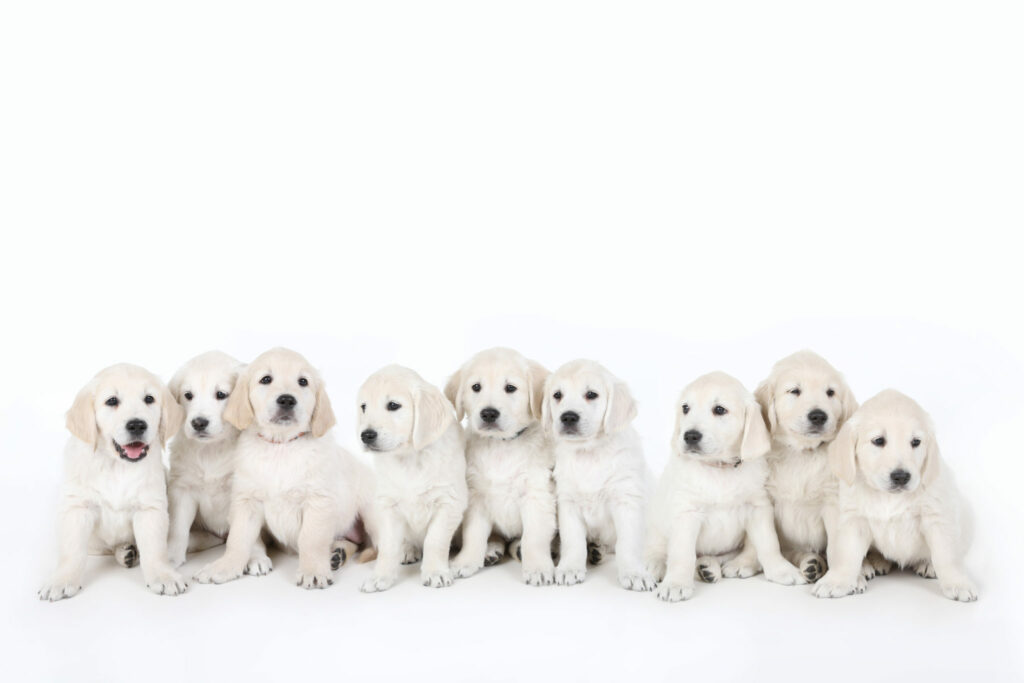 Nest van negen golden retriever-pups op een rij in de witte studio