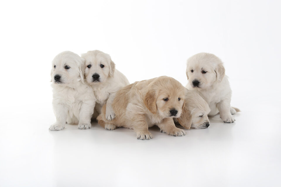 fotografie - Suus' FotoSjop - Oldenzaal - Enschede Hengelo - Twente - De Lutte - Denekamp - Borne - Losser - Almelo - Studio - Locatie - Dieren