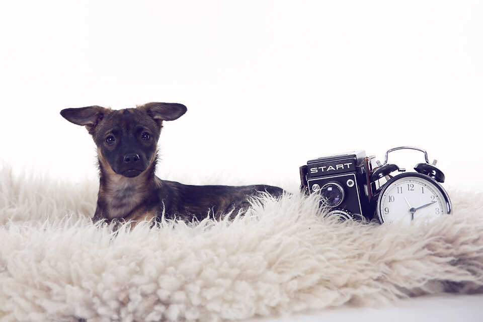 fotografie - Suus' FotoSjop - Oldenzaal - Enschede Hengelo - Twente - De Lutte - Denekamp - Borne - Losser - Almelo - Studio - Locatie - Dieren