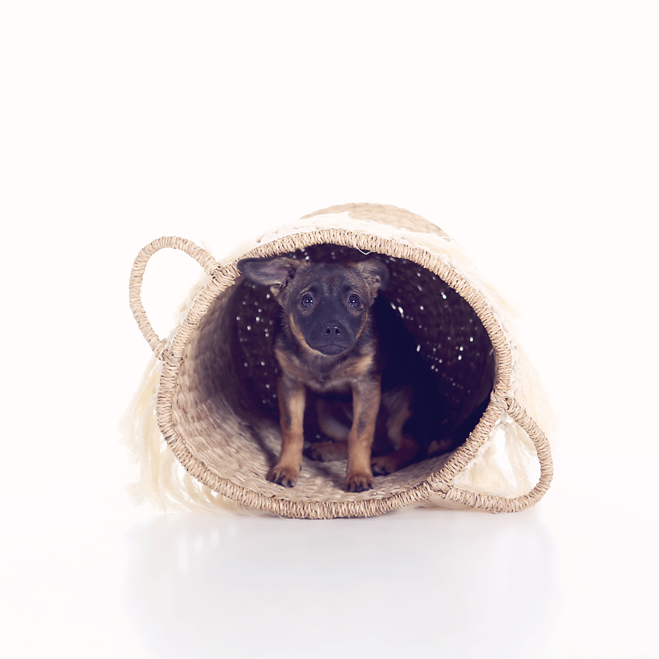 Puppy in een gevlochten mand tegen een witte achtergrond