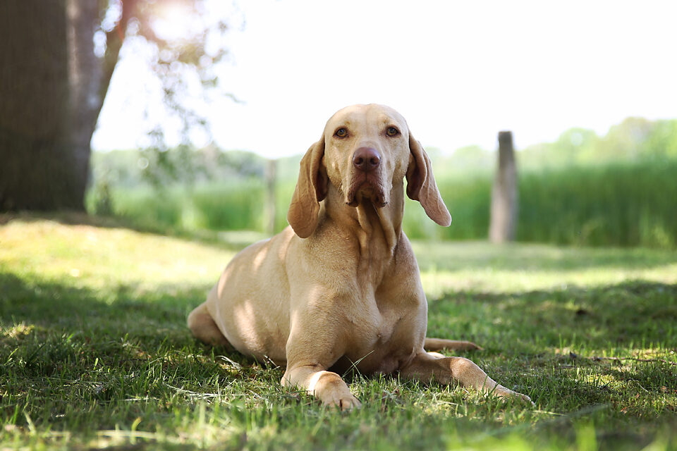 fotografie - Suus' FotoSjop - Oldenzaal - Enschede Hengelo - Twente - De Lutte - Denekamp - Borne - Losser - Almelo - Studio - Locatie - Dieren