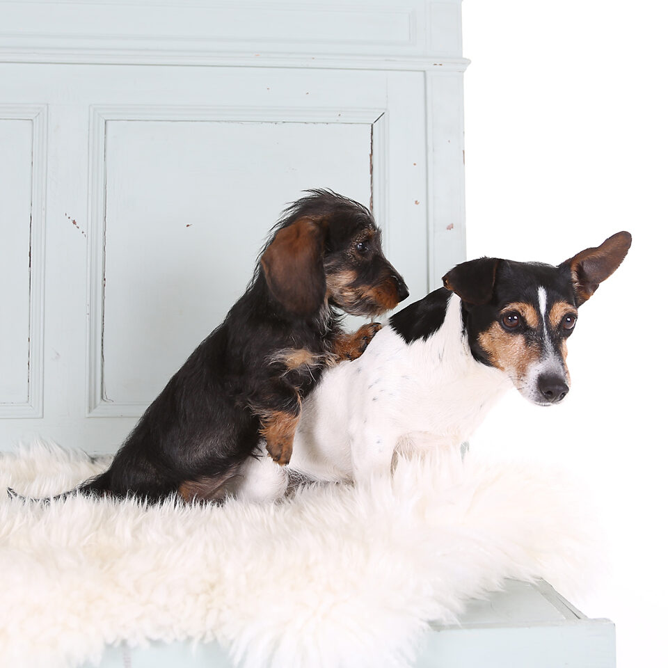 Fotografie - Suus' FotoSjop - Oldenzaal - Hengelo - Enschede - Lutte - Denekamp - Almelo - Fotograaf - Dieren - Hond - Kat - Paard - Studio - Locatie - Spontaan - Actie - Puppy