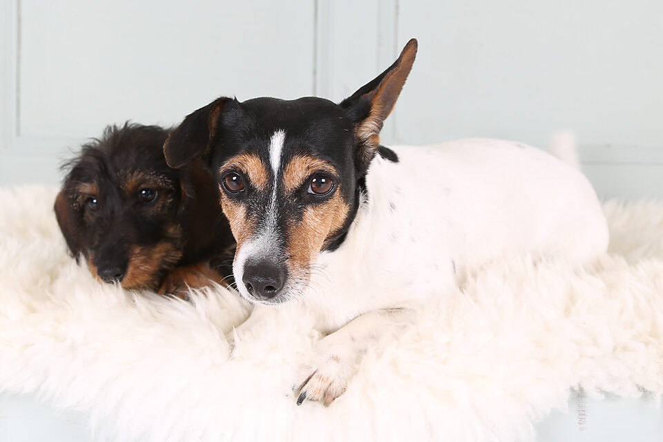 fotografie - Suus' FotoSjop - Oldenzaal - Enschede Hengelo - Twente - De Lutte - Denekamp - Borne - Losser - Almelo - Studio - Locatie - Dieren