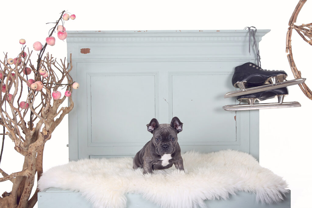 Franse bulldog op een vachtje in een studiodecor, hondenfotografie