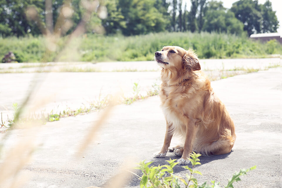 fotografie - Suus' FotoSjop - Oldenzaal - Enschede Hengelo - Twente - De Lutte - Denekamp - Borne - Losser - Almelo - Studio - Locatie - Dieren