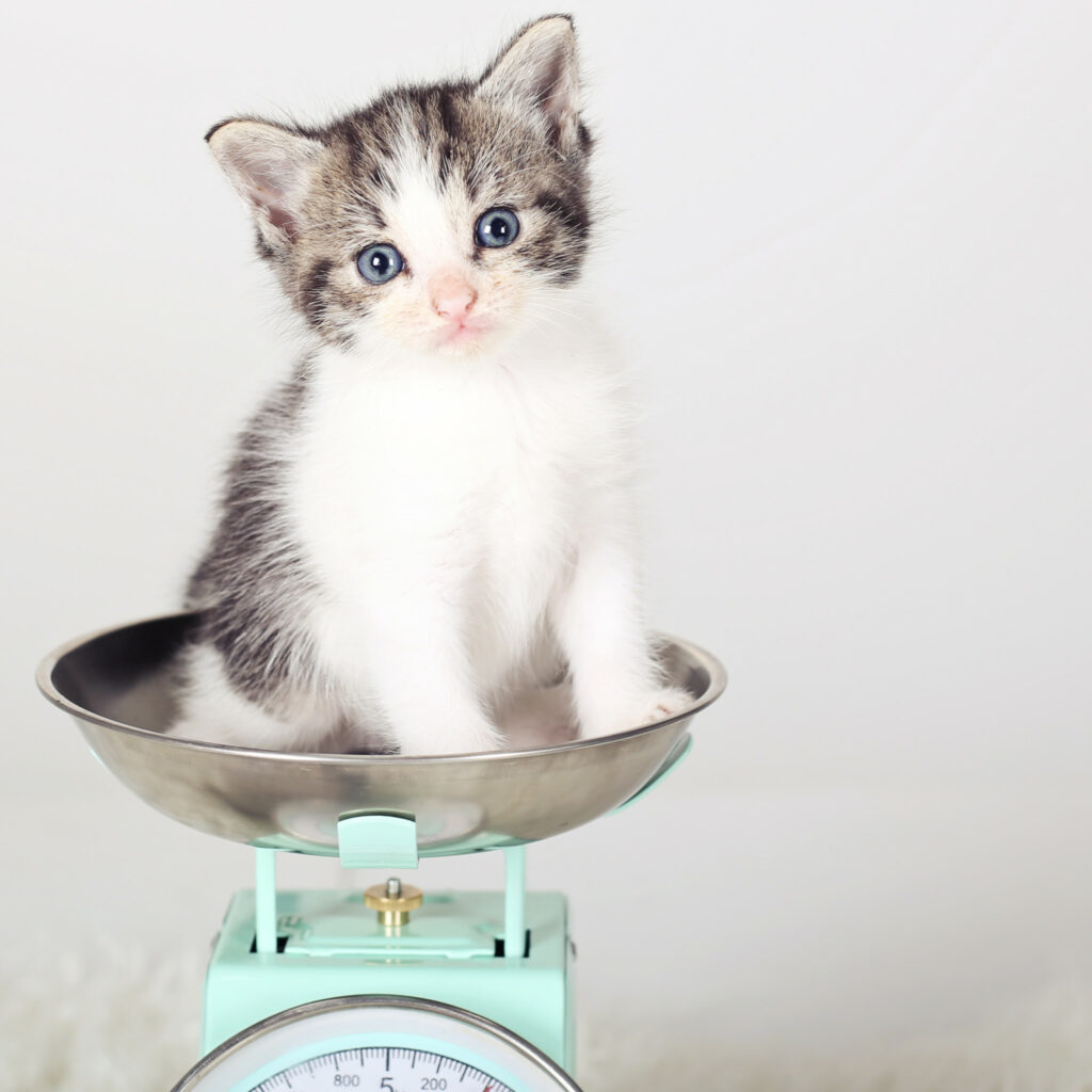 Kitten zit in een weegschaal tegen een witte achtergrond