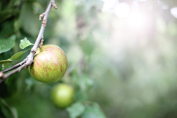 Groene appels aan een tak in de natuur, sfeerbeeld