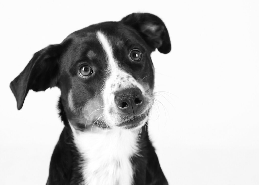 Dierenfotografie-Suus' FotoSjop