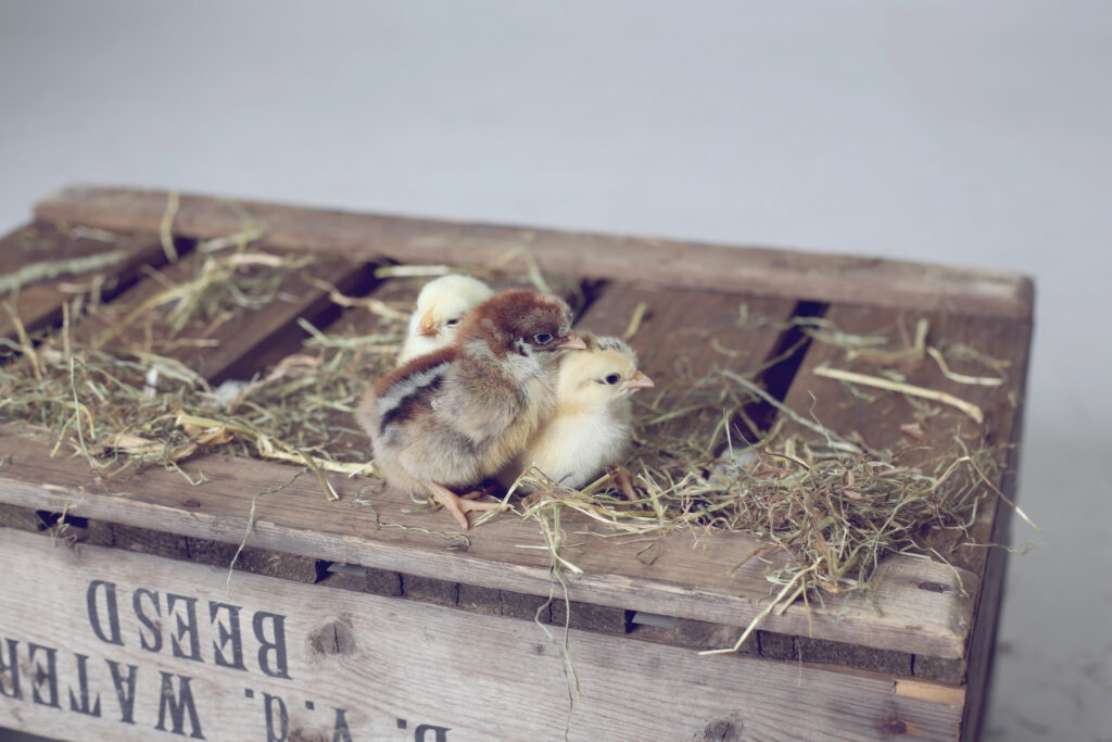 Dierenfotografie-Suus' FotoSjop