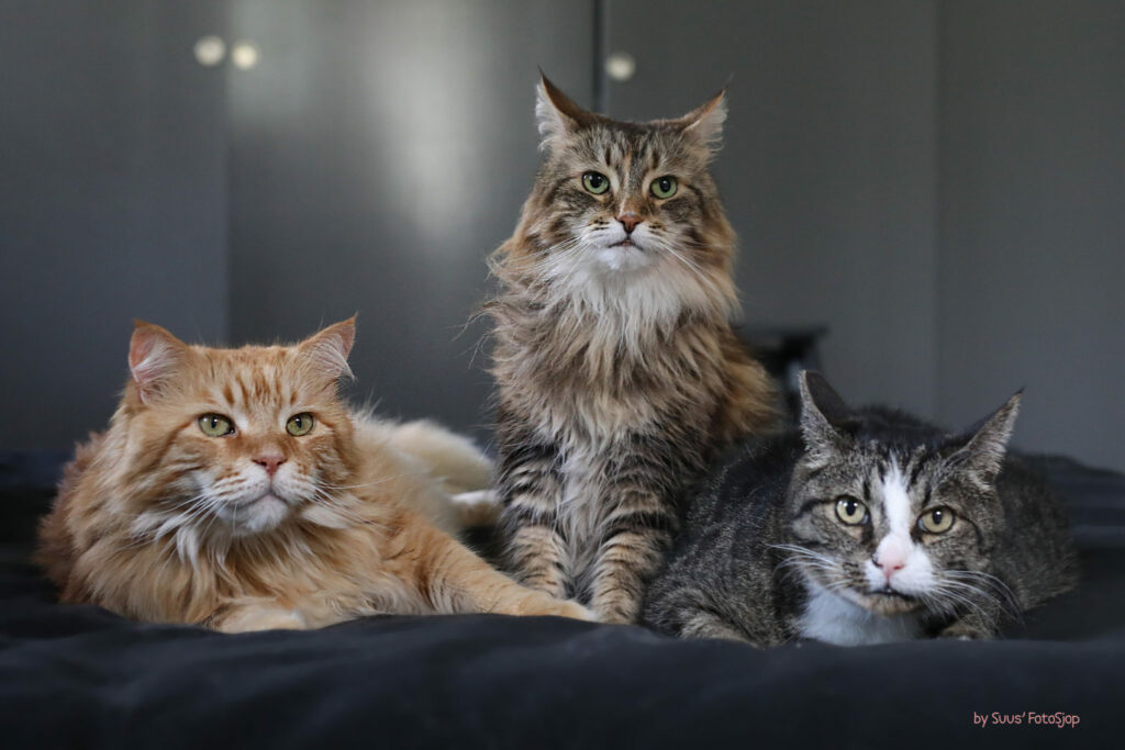 Drie Maine Coon-katten op een zwarte bank, kattenfotografie