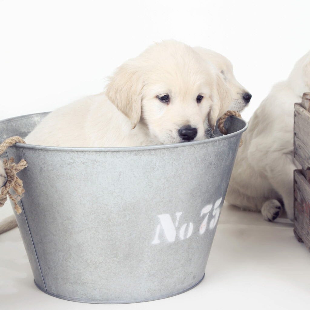 Golden retriever-puppy in een zinken emmer, puppyfotografie