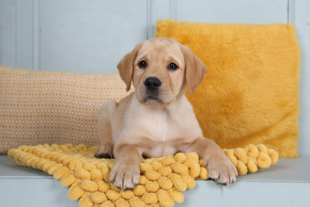 Labradorpup op een geel kleed met kussen, puppyfotografie