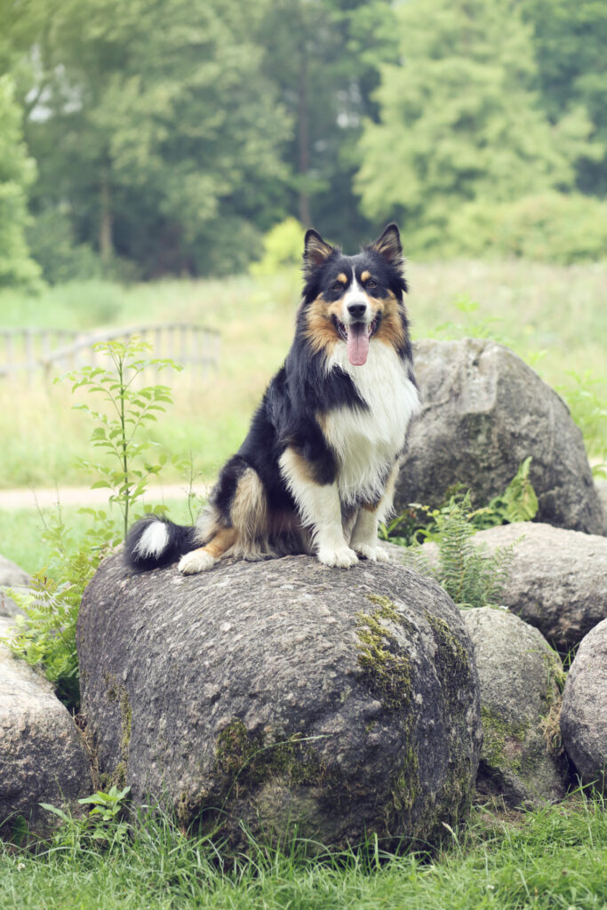 Australische herder zit op een grote kei in het bos, hondenfotografie