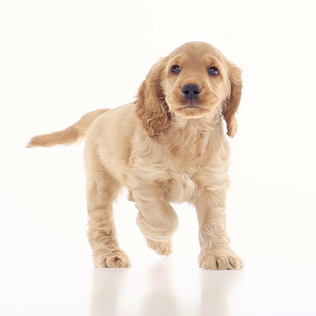 Cocker spaniël-puppy loopt naar de camera in de witte studio