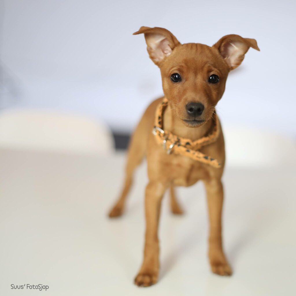 Jonge bruine hond met halsbandje in de studio, hondenfotografie