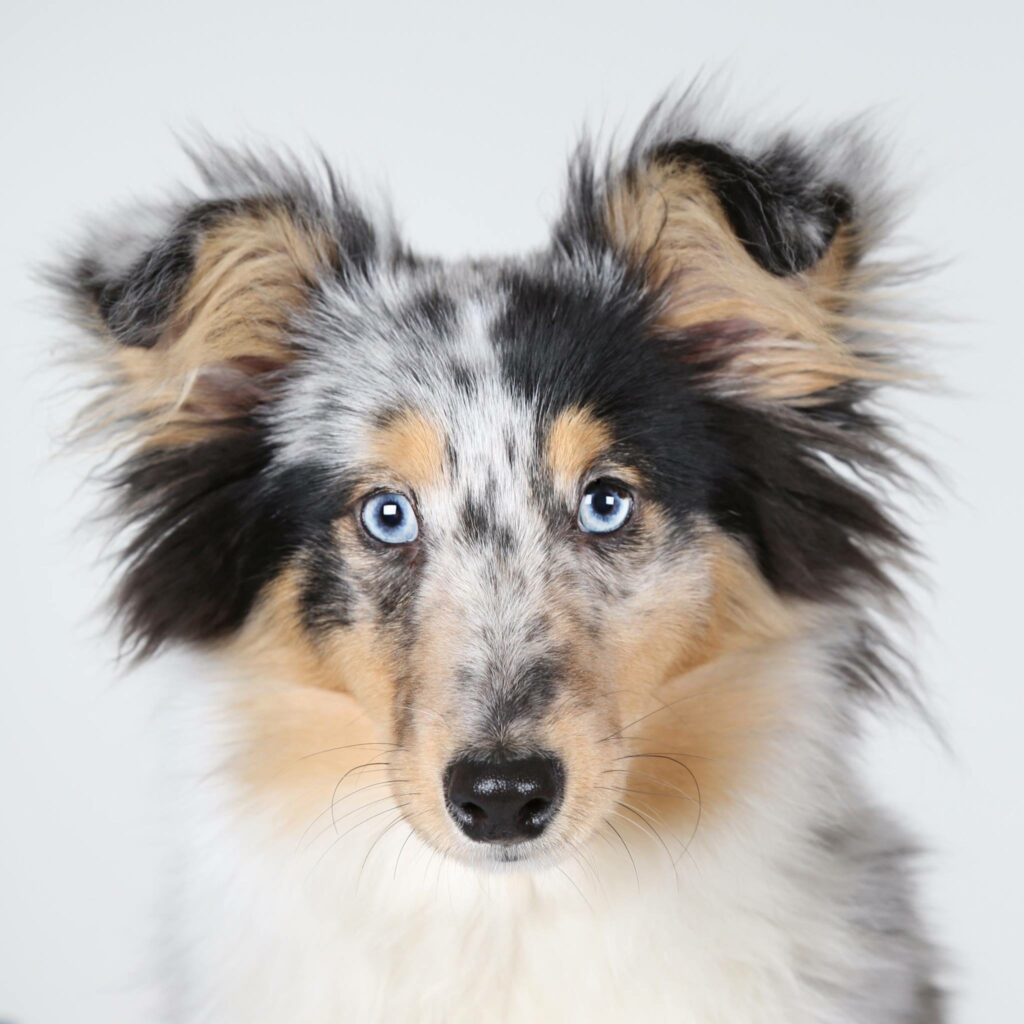 Blue merle Sheltie met blauwe ogen tegen een witte achtergrond, hondenportret