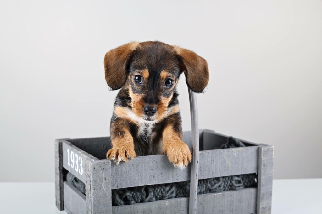 Teckelpuppy in een grijze houten kist in de studio