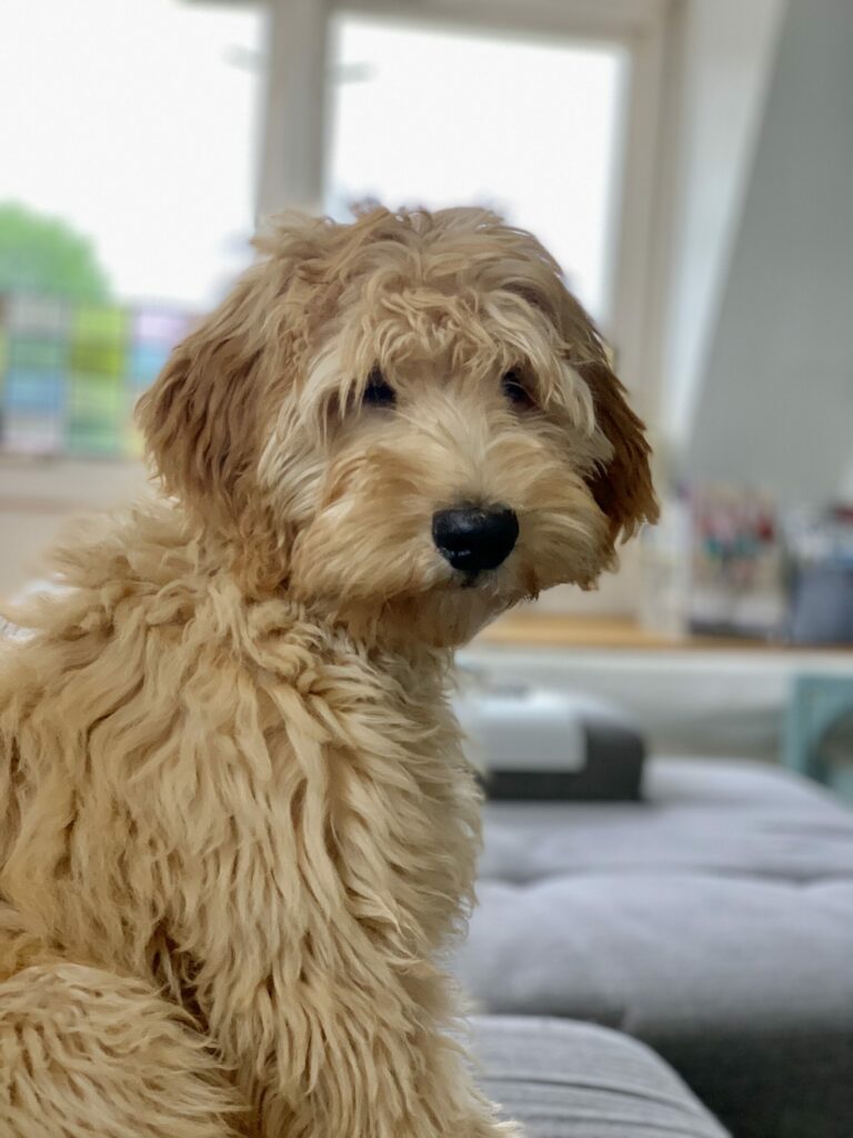 Goldendoodle-puppy op de bank thuis, hondenfotografie