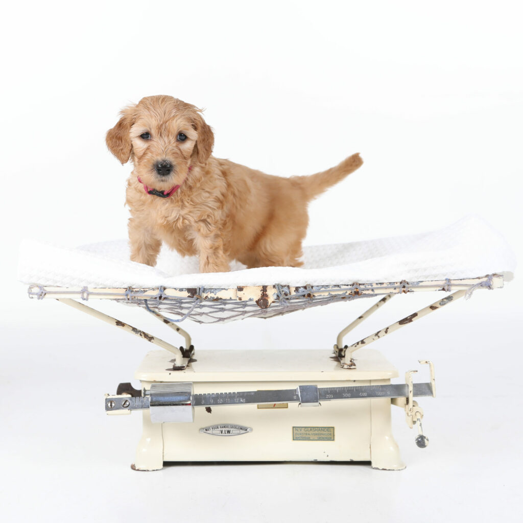 Goldendoodle-puppy op een vintage weegschaal in de witte studio