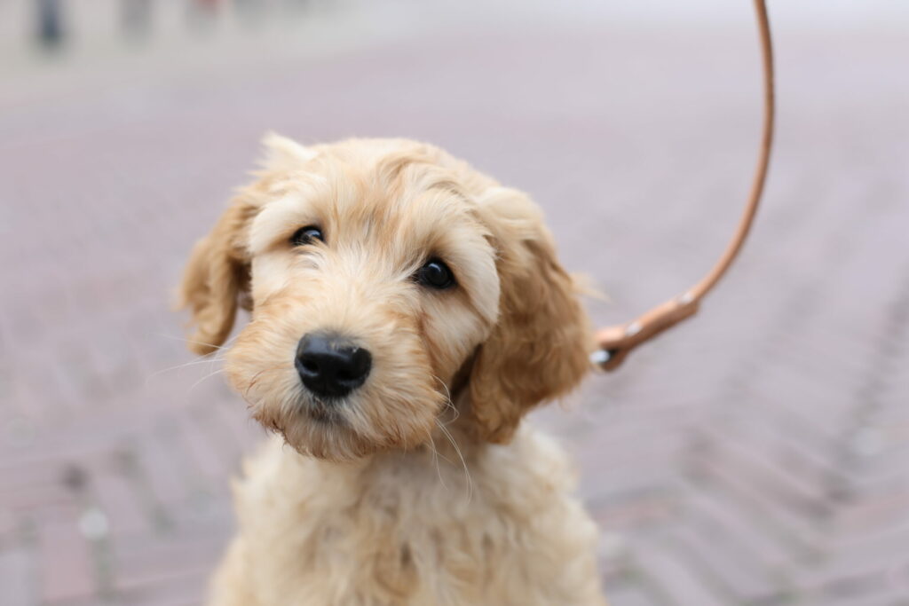 Goldendoodle-puppy aan de lijn op straat, hondenfotografie