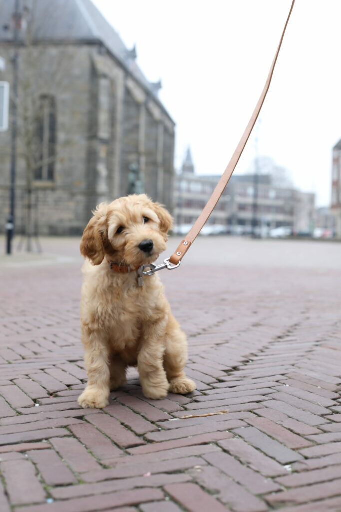 Goldendoodle-puppy aan de lijn op een plein bij een kerk