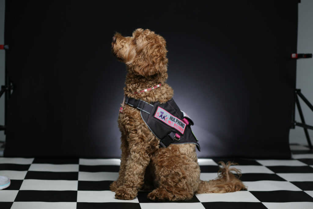 Hond met tuigje zit op een geblokte vloer in de studio