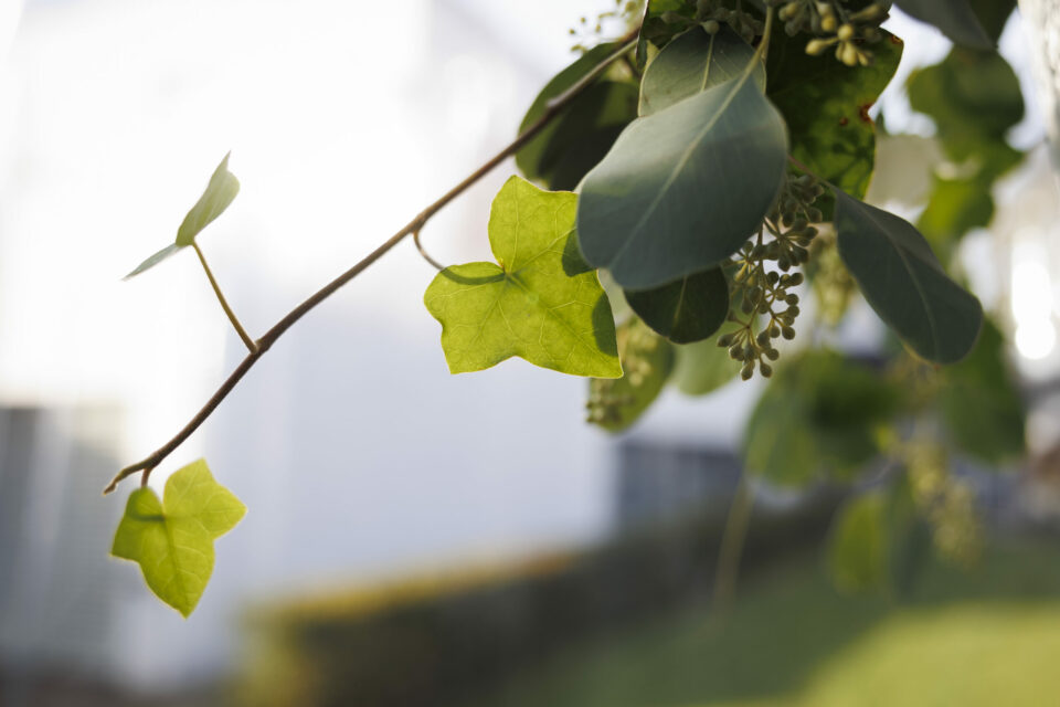 fotografie - Suus' FotoSjop - Oldenzaal - Enschede Hengelo - Twente - De Lutte - Denekamp - Borne - Losser - Rouwfotografie - begrafenis - uitvaart - afscheid - rouw - fotografie - Suus' FotoSjop