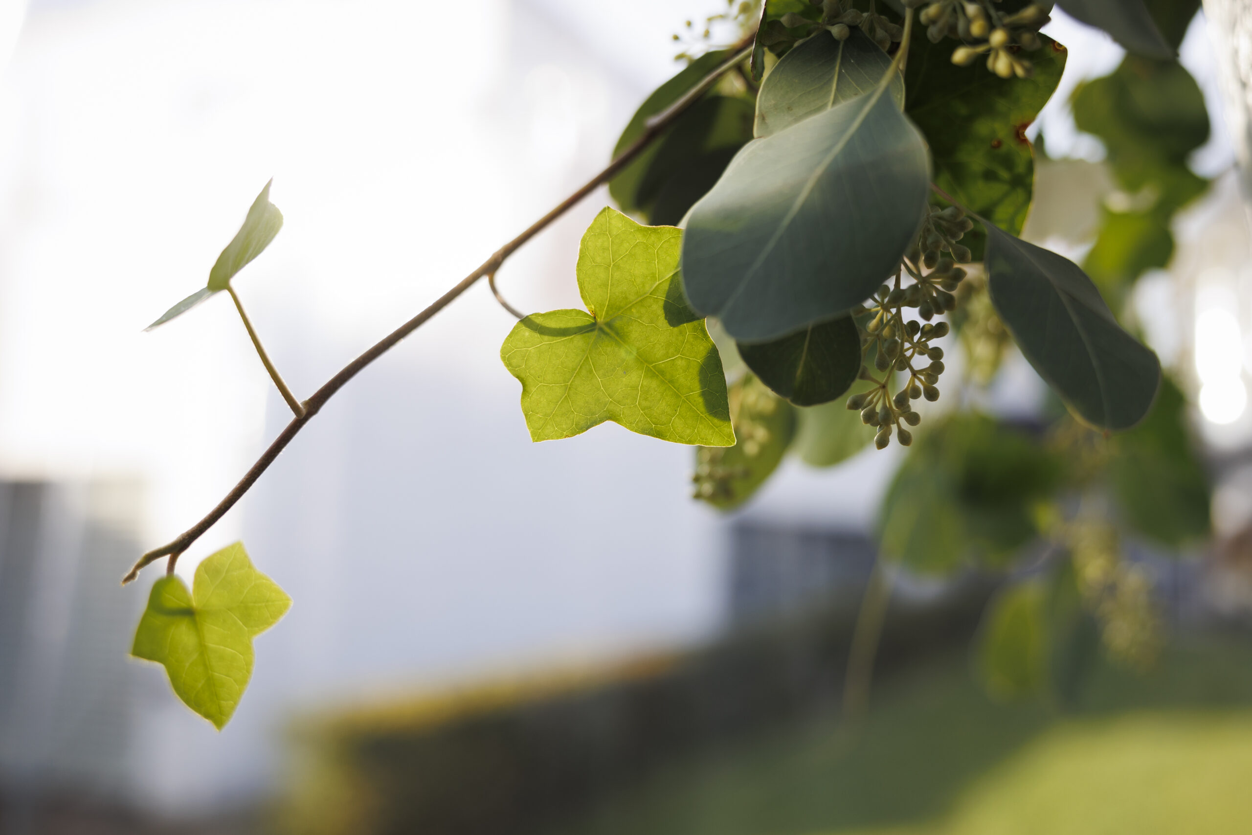 fotografie - Suus' FotoSjop - Oldenzaal - Enschede Hengelo - Twente - De Lutte - Denekamp - Borne - Losser - Rouwfotografie - begrafenis - uitvaart - afscheid - rouw - fotografie - Suus' FotoSjop