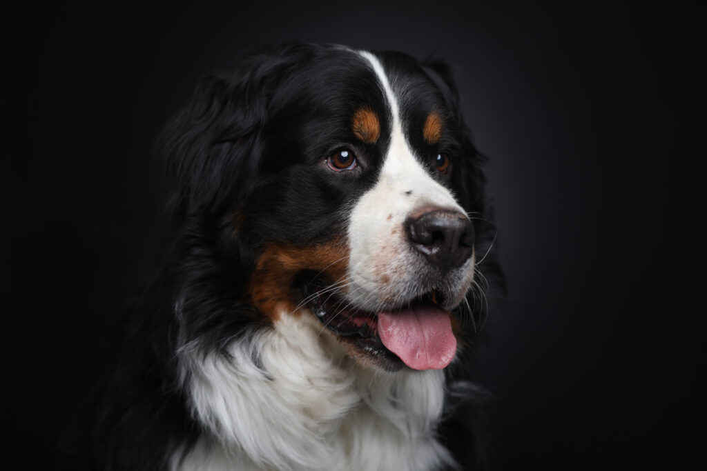 Berner sennenhond met tong uit de bek tegen een zwarte achtergrond
