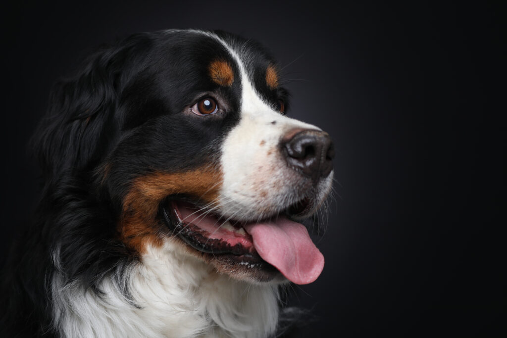 Close-up van een Berner sennenhond tegen een zwarte achtergrond