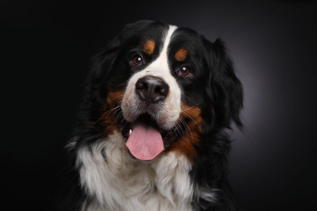 Berner sennenhond met open bek tegen een zwarte achtergrond