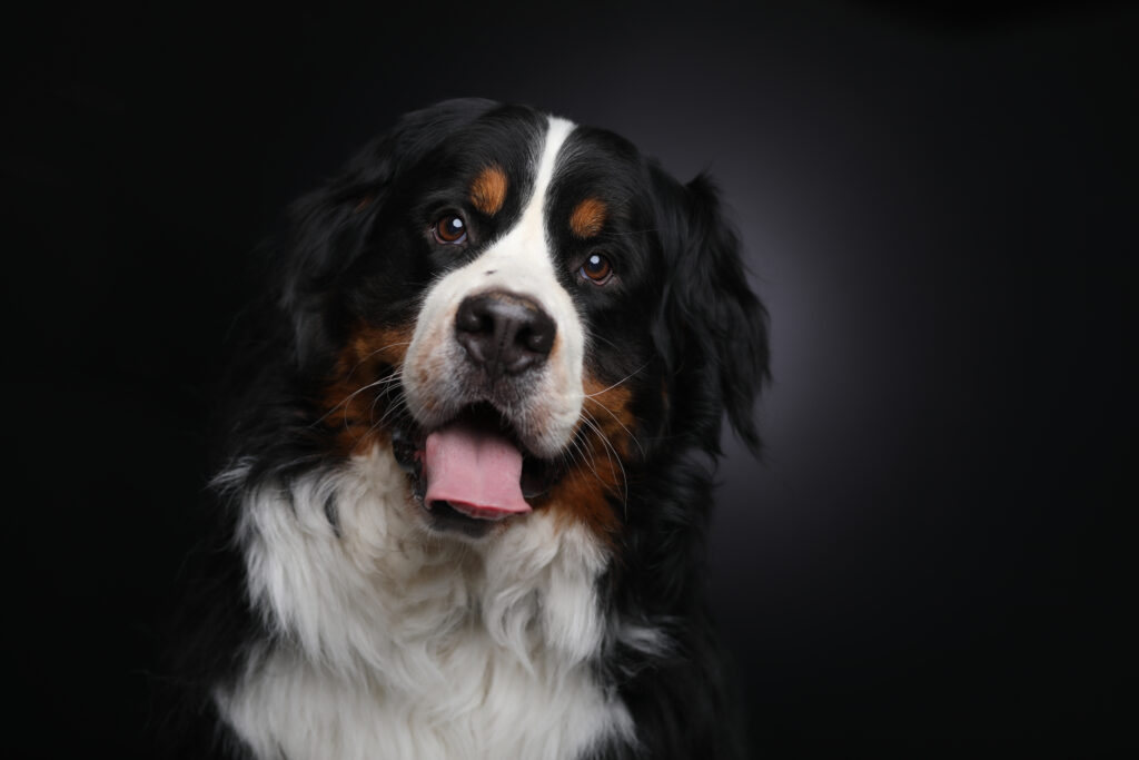 Berner sennenhond met tong uit de bek, hondenportret in de studio