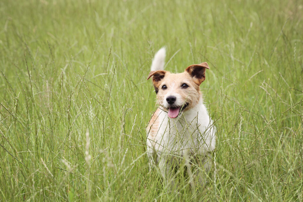 Jack Russell staat in hoog gras, hondenfotografie buiten