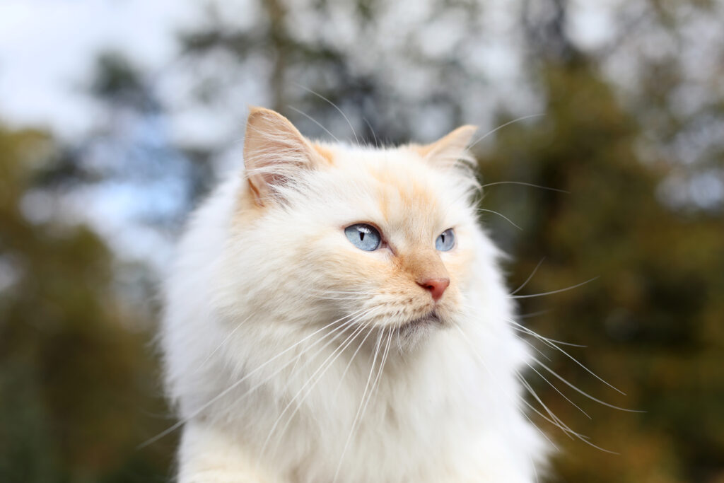 Witte kat met blauwe ogen buiten tussen het groen, kattenfotografie