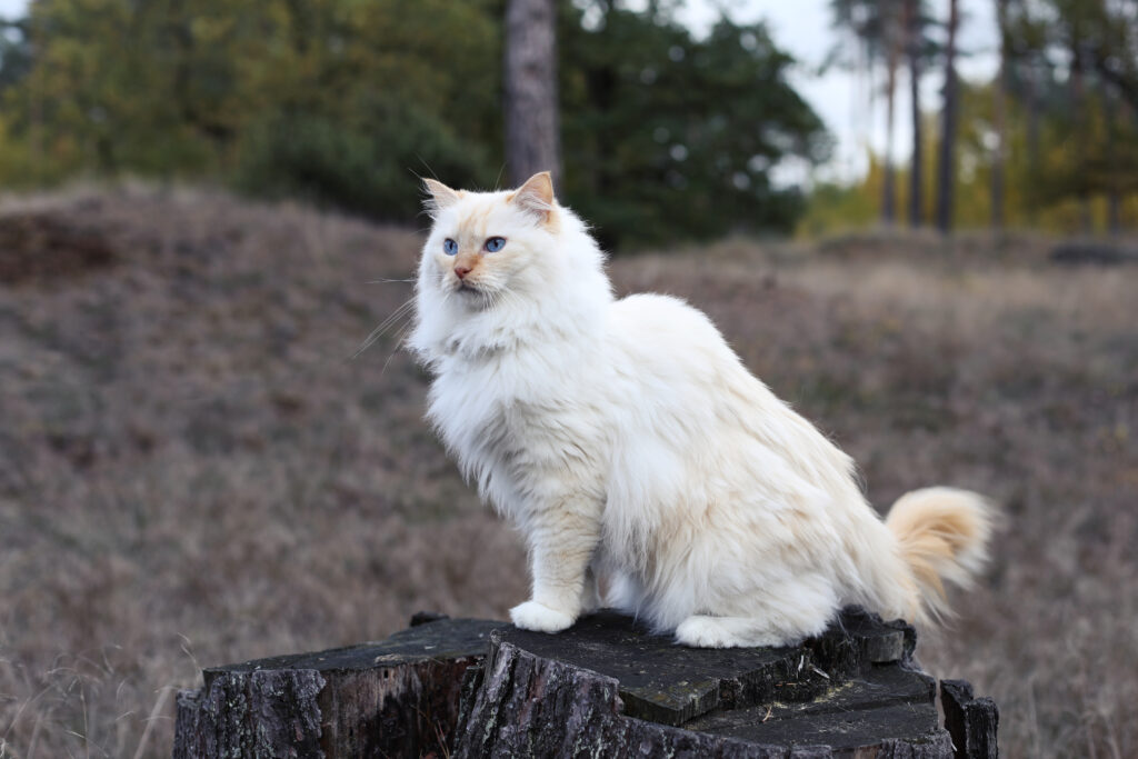 Witte langharige kat op een boomstronk buiten, kattenfotografie