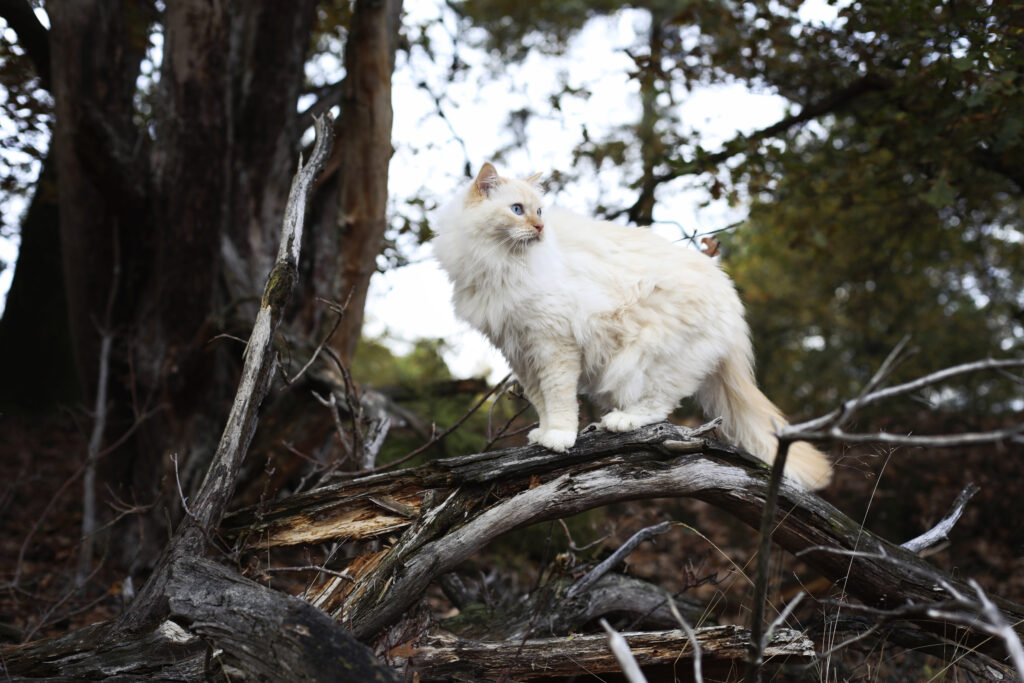 Witte kat zit tussen de takken in het bos