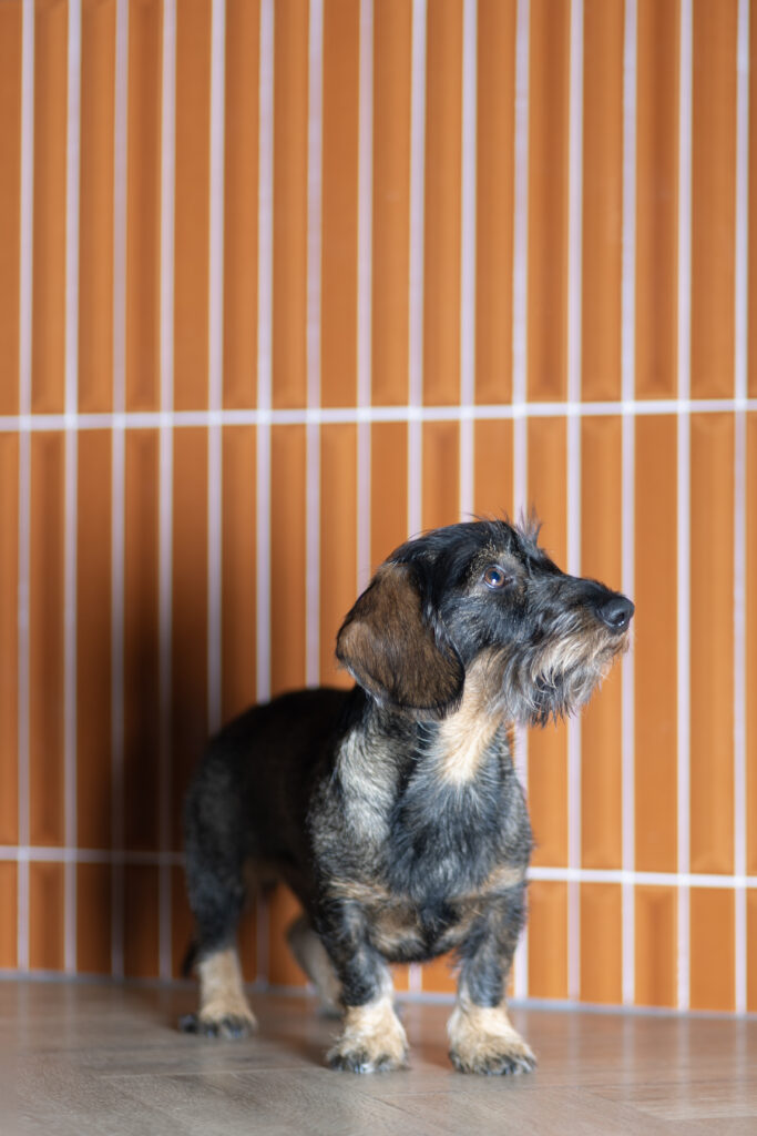 Ruwharige teckel voor een oranje tegelmuur, hondenfotografie