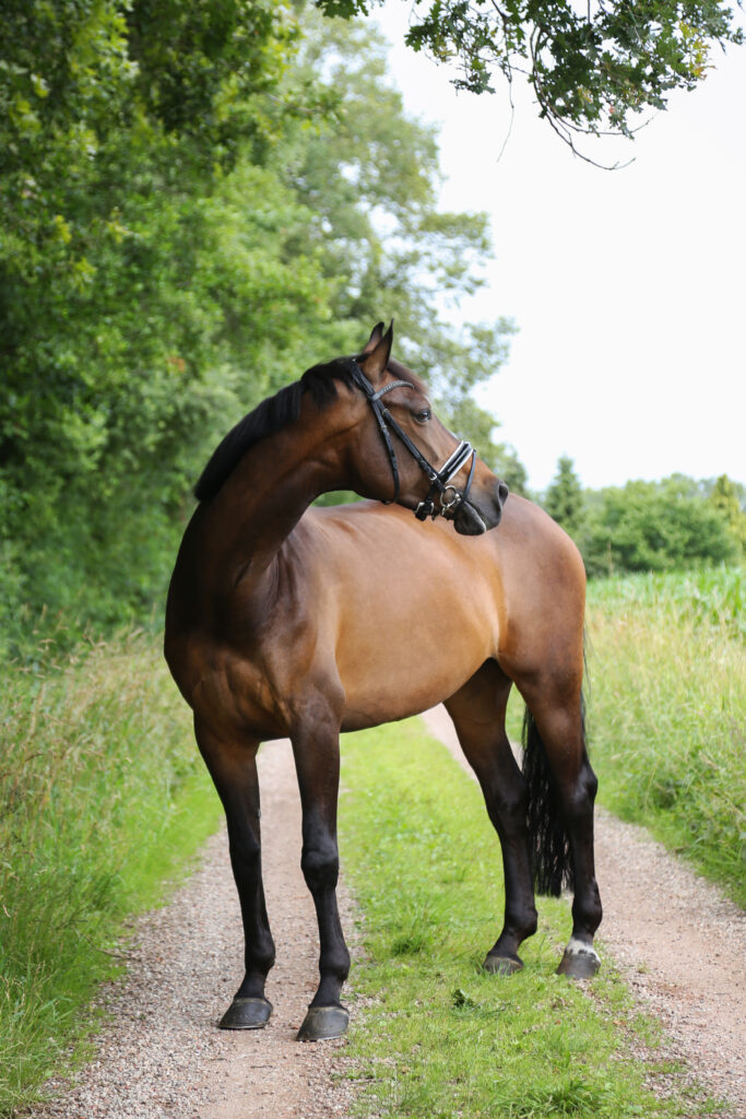 Bruin paard op een zandpad tussen de bomen, paardenfotografie