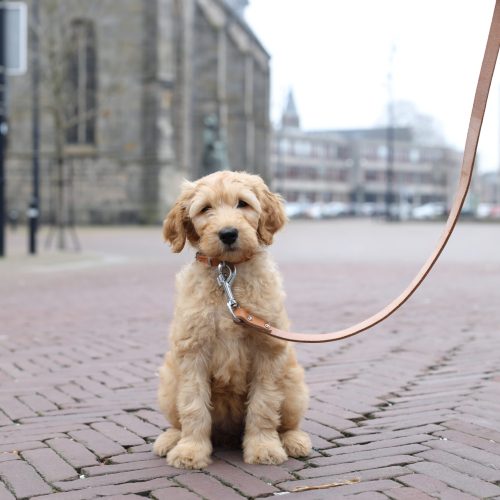 Fotografie - Suus' FotoSjop - Oldenzaal - Hengelo - Enschede - Lutte - Denekamp - Almelo - Fotograaf - Dieren - Hond - Kat - Paard - Studio - Locatie - Spontaan - Actie - Puppy - Suus' FotoSjop - Dieren - fotografie - dierenfotografie